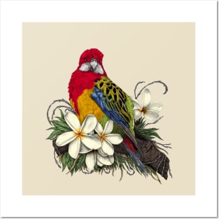 Eastern Rosella and Plumerias Posters and Art